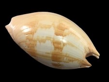 Volutidae, Melo umbilicatus, Indonesia, 235 mm, SELECTED, VERY NICE COLOURS
