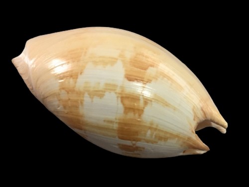 Volutidae melo umbilicatus - melo,