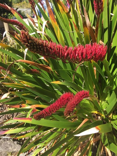 Xeronema callistemon 50 semi - callistemon,