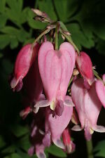 5 graines de PETIT COEUR