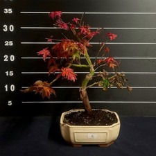 Bonsai Di Acero Palmato