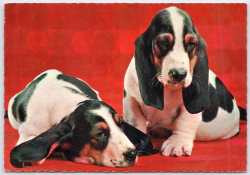 Vintage basset hound puppies - basset,