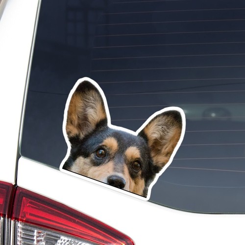 Adesivo auto corgi - adesivo, tricolore