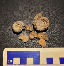 AMMONITI: Giurassico, Toarciano inferiore di Chavanne, Francia