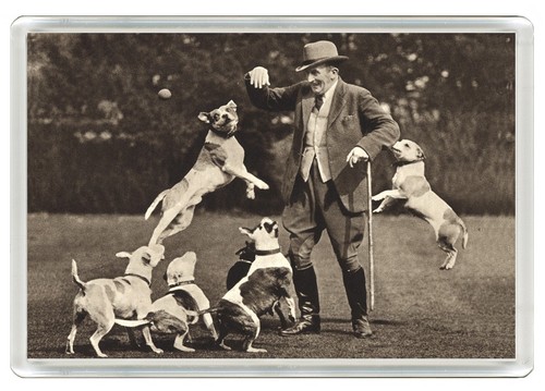 Staffordshire bull terrier man - staffordshire,
