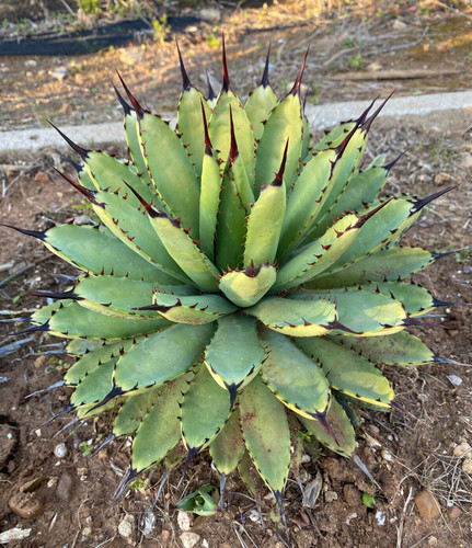 Agave macroacantha - macroacantha,