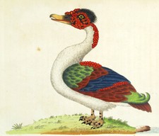 1789, SHAW & NODDER RAME ENGR. ANTICO ACQUERELLO ORIGINALE MERIAN DUC VZF