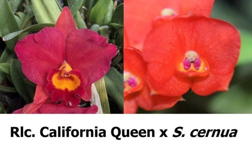 Taiwan orchidea cattleya rlc - orchidea,