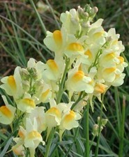 Lino Rospo Giallo - Linaria