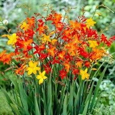 50 SEMI CROCOSMIA Montbretia