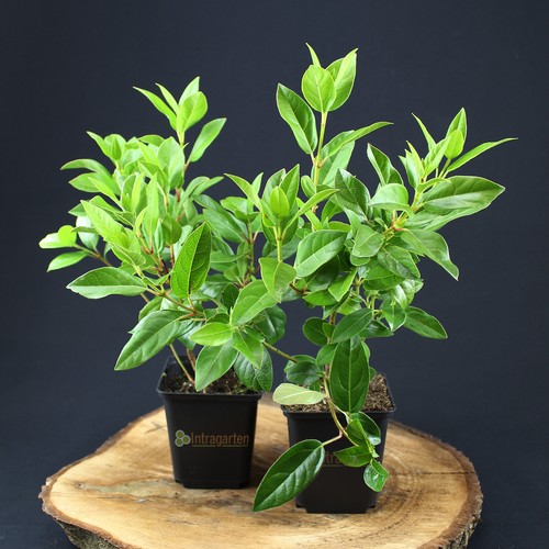 Palla neve mediterranea - di,