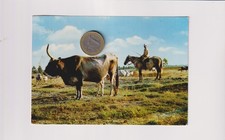 ALBERESE - MAREMMA Grosseto  - Il buttero! FG VG. anni 70.