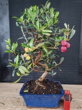 bonsai  olivo  h 44 cm visita