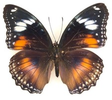 Hypolimnas bolina nera (variazione) - Coppia non montata