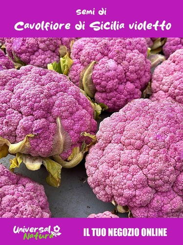 Semi cavolfiore di - semi,
