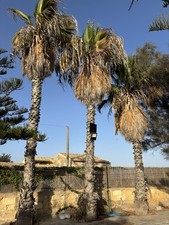 Palme Washingtonia Robusta (Palme Messicane)