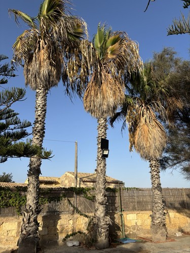 Palme washingtonia robusta - palme,