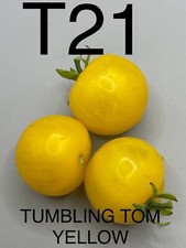 graine / seed tomate DWARF /