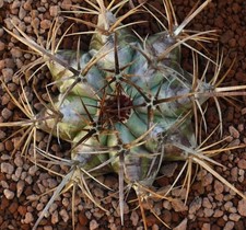 Echinocactus ingens 17cm