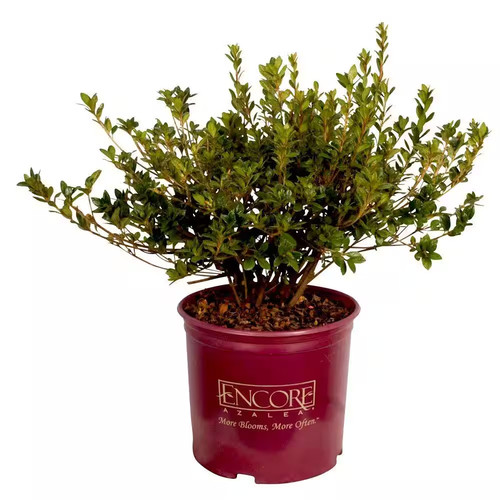 Gal autumn cheer - 1, azalea