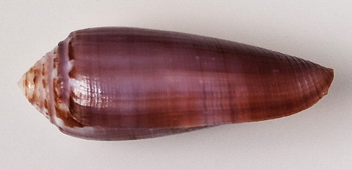 Conus circumcisus mm - 64,8,