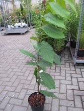 Asimina triloba girasole - banana indiana Paupau (Pawpaw) - autofertilizzante 80-