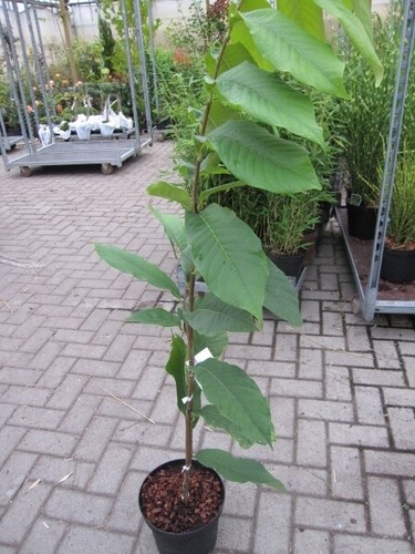 Asimina triloba girasole - ,