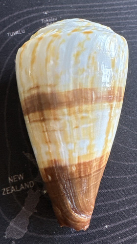 Conchiglia conus - conchiglia,