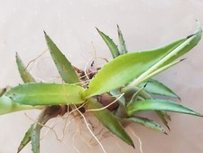 AGAVE BLU AMERICANA /