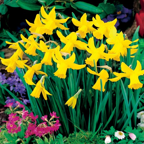 Narcisi bulbi fiori cipolle - narcisi,
