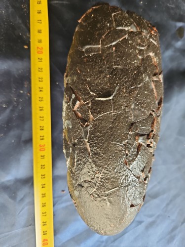 Oviraptor dinosaur egg fossil - oviraptor,
