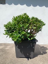 Grande pianta giada - pianta,