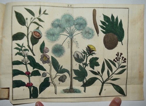 Botanica fig 1808 2 opere - -,