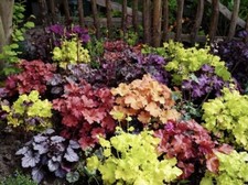 JBZ598GV Heuchera miscela mix ortica colorata coleus numero di semi 50