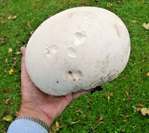 Spore funghi gigante - di,