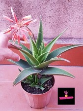 ALOE VERA DELAETII (RARO
