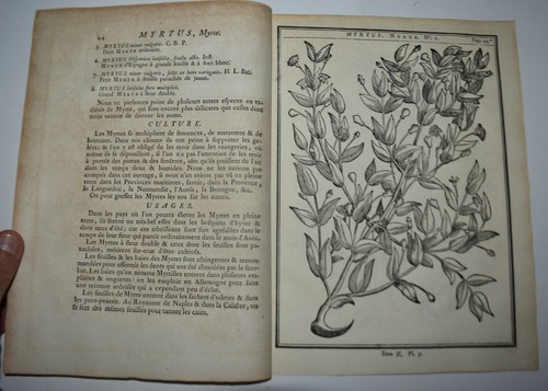 Botanica fig 1755 - fig.1755,