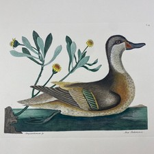 Mark Catesby Anas Bahamensis