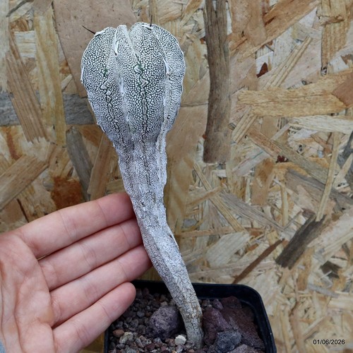 Astrophytum ornatum onzuka