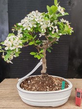 bonsai di melo   h 40 cm