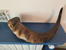 Vero corno decorativo 