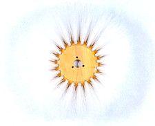 505629 Spazzatrice Advance 10"