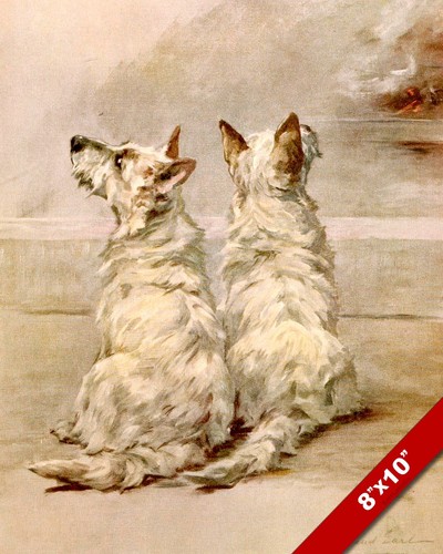 West highland white terrier - highland,