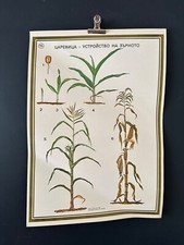 Poster botanico CORN anni 70