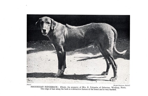 Stampa antica rhodesian - antica,