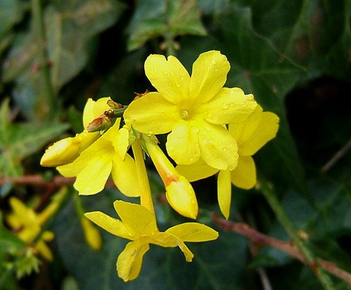 Pianta jasminum gelsomino - jasminum,