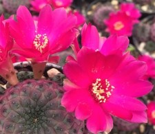 Sulcorebutia rauschii - sulcorebutia,