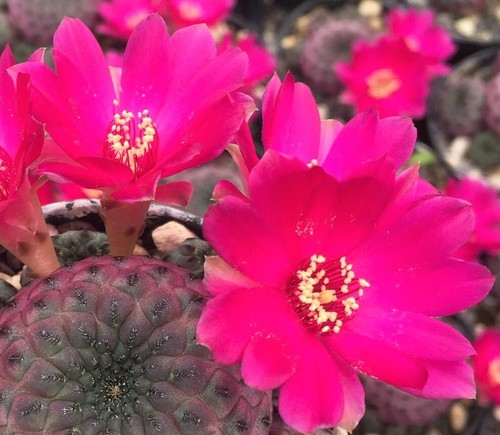 Sulcorebutia rauschii - sulcorebutia,