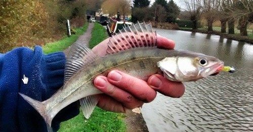 Trabucco slurp shad esche - slurp,