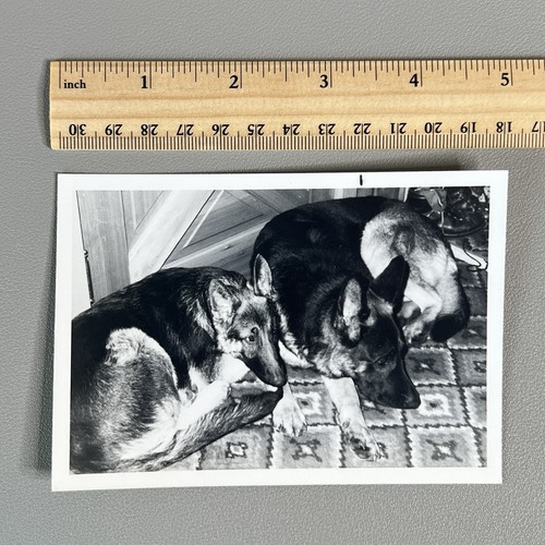 Foto istantanea cani - , pastore
